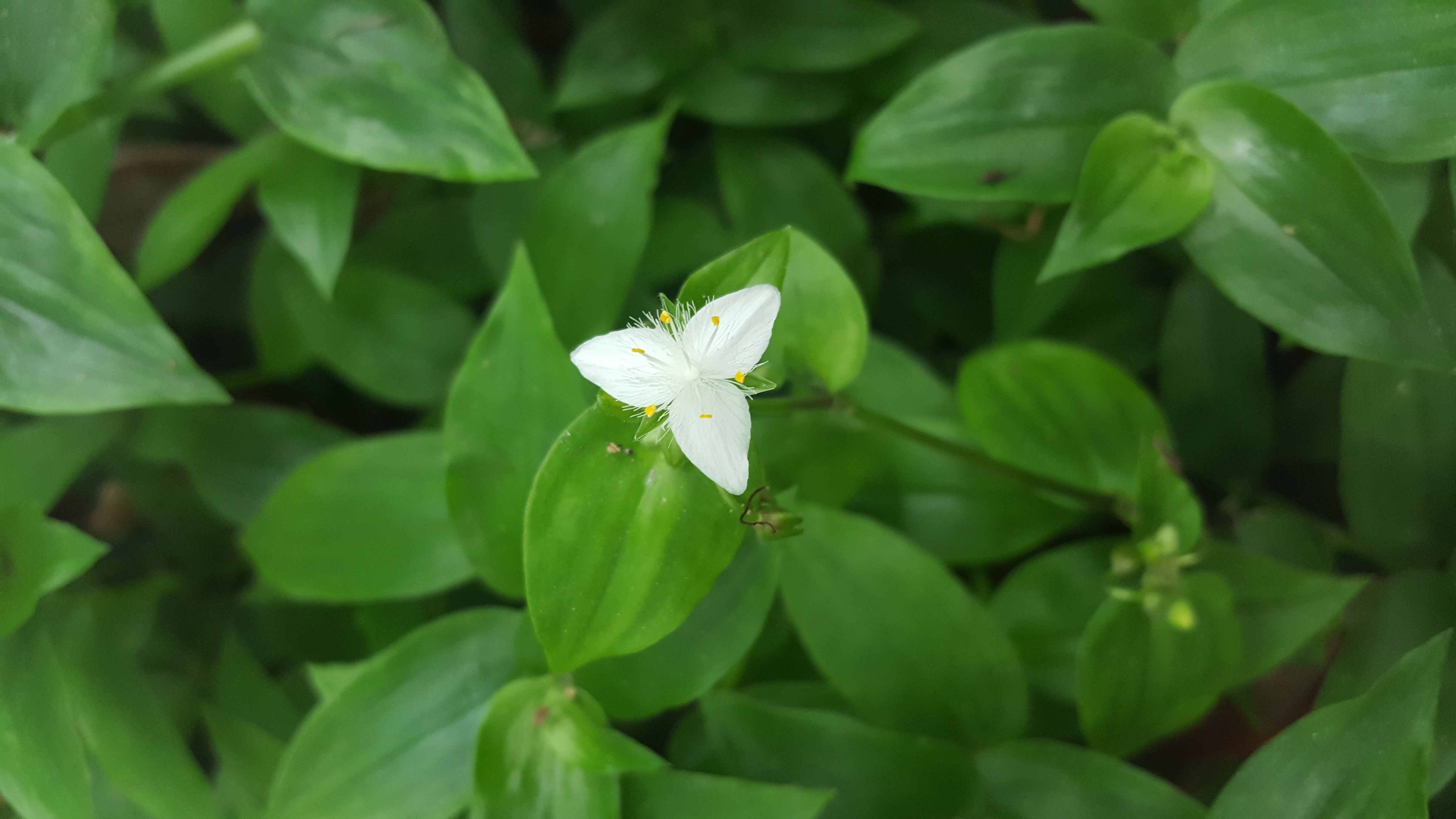 Tradescantia fluminensis